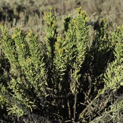 Limbarda crithmoides subsp. longifolia