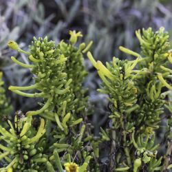 Limbarda crithmoides subsp. longifolia