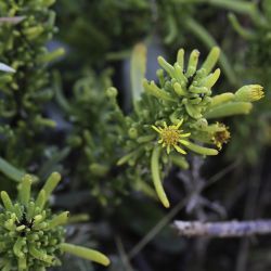 Limbarda crithmoides subsp. longifolia