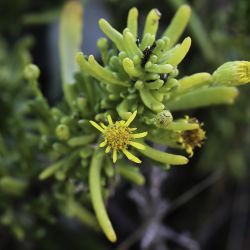 Limbarda crithmoides subsp. longifolia