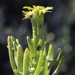 Limbarda crithmoides subsp. longifolia