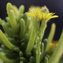 Limbarda crithmoides subsp. longifolia