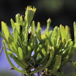 Limbarda crithmoides subsp. longifolia