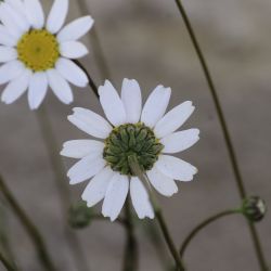 Mauranthemum gaetulum