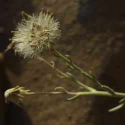 Nolletia chrysocomoides