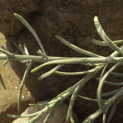 Nolletia chrysocomoides