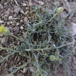 Nolletia chrysocomoides