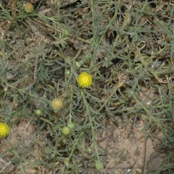 Nolletia chrysocomoides