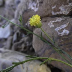 Nolletia chrysocomoides