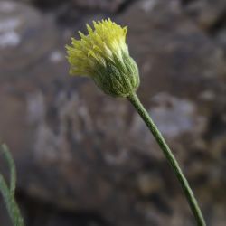 Nolletia chrysocomoides