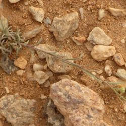 Nolletia chrysocomoides