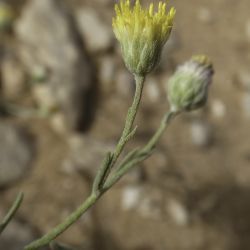 Nolletia chrysocomoides
