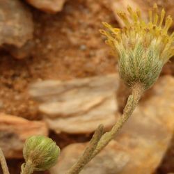 Nolletia chrysocomoides