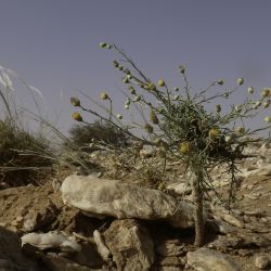 Nolletia chrysocomoides