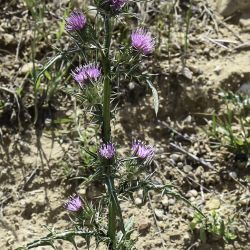 Notobasis syriaca