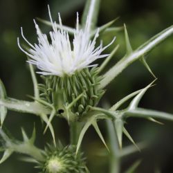 Notobasis syriaca