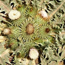 Onopordum acaulon