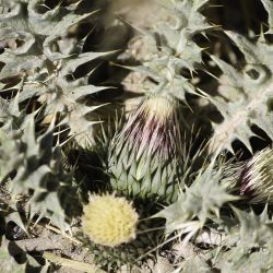 Onopordum acaulon