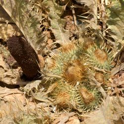Onopordum acaulon