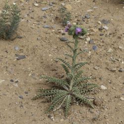 Onopordum arenarium