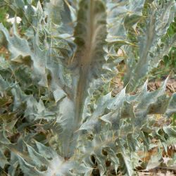 Onopordum macracanthum