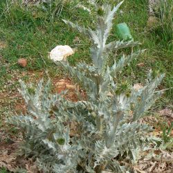 Onopordum macracanthum