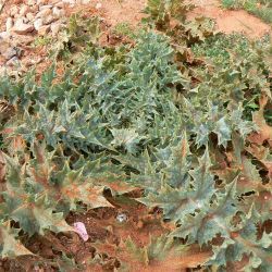 Onopordum macracanthum