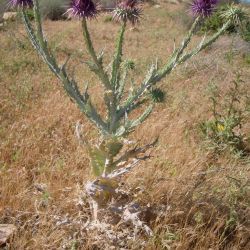 Onopordum macracanthum