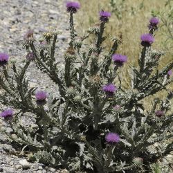 Onopordum macracanthum