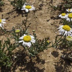 Otoglyphis pubescens subsp. maroccana