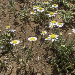 Otoglyphis pubescens subsp. maroccana