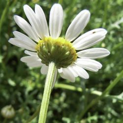 Otoglyphis pubescens subsp. maroccana