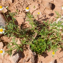 Otoglyphis pubescens subsp. maroccana