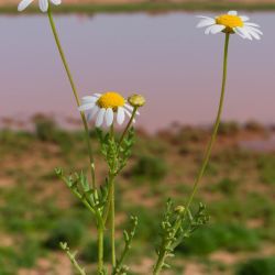 Otoglyphis pubescens subsp. maroccana