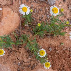 Otoglyphis pubescens subsp. maroccana