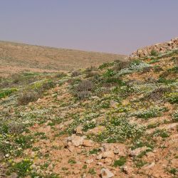 Otoglyphis pubescens subsp. maroccana