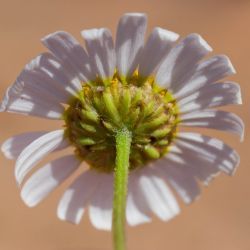 Otoglyphis pubescens subsp. maroccana