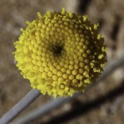 Otoglyphis pubescens subsp. pubescens