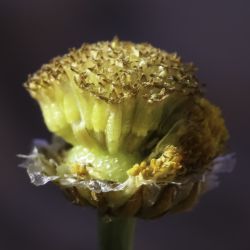 Otoglyphis pubescens subsp. pubescens