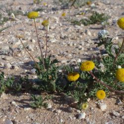 Otoglyphis pubescens subsp. pubescens