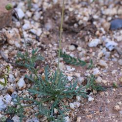 Otoglyphis pubescens subsp. pubescens