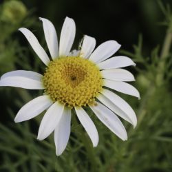 Otospermum glabrum