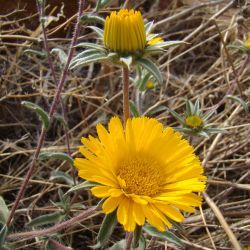 Pallenis cuspidata subsp. canescens