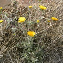 Pallenis cuspidata subsp. canescens
