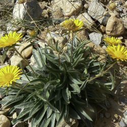 Pallenis cuspidata subsp. canescens