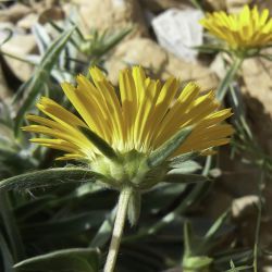 Pallenis cuspidata subsp. canescens