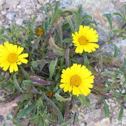 Pallenis maritima