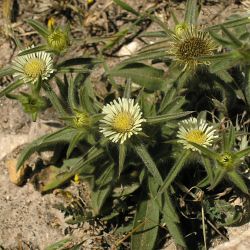 Pallenis spinosa subsp. maroccana