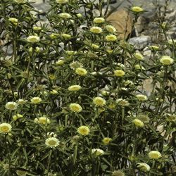 Pallenis spinosa subsp. maroccana