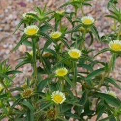 Pallenis spinosa subsp. maroccana